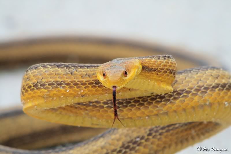 Yellow Rat Snake