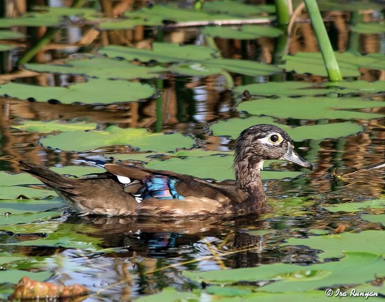 WoodDuckFemale_9252.jpg