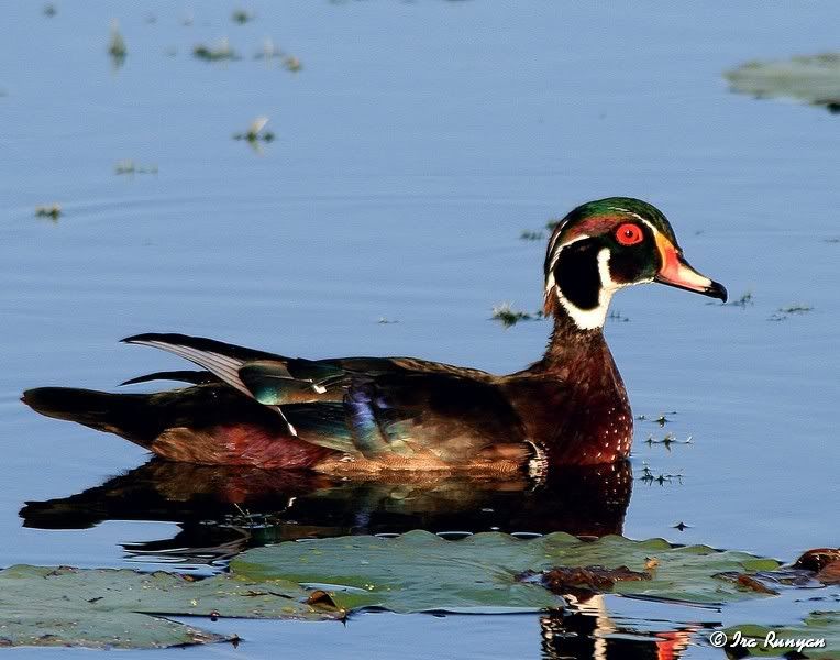 WoodDuck_8886.jpg