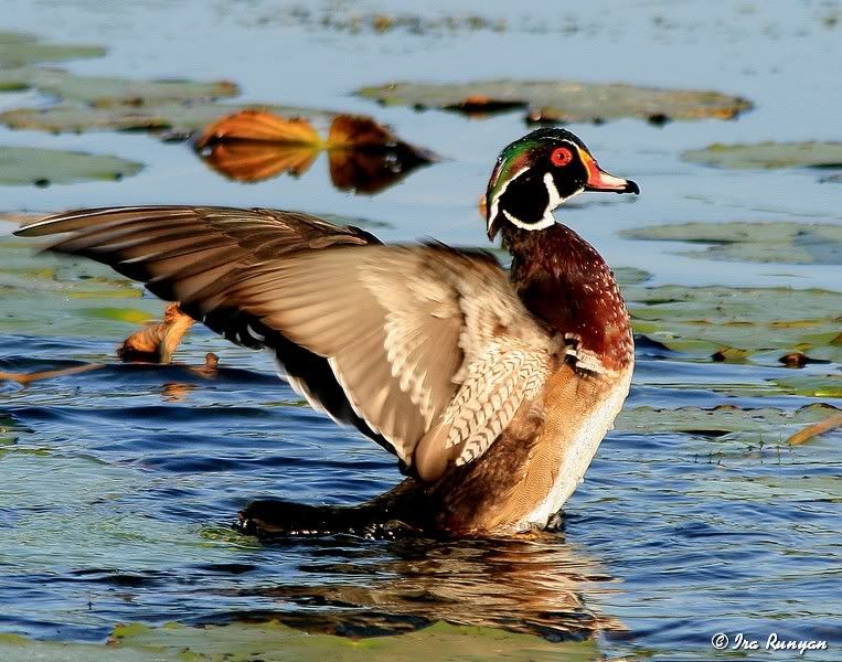 WoodDuck_8961.jpg