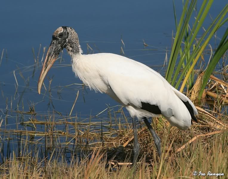 WoodStork_2387.jpg