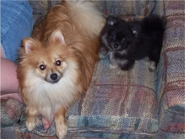 so who has totally worthless (to the homestead) pets? - Homesteading Questions