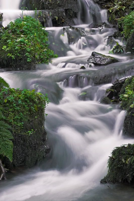 IMAGE: http://img.photobucket.com/albums/0803/tommy6206/Flowers/CRW_8580-01copy.jpg