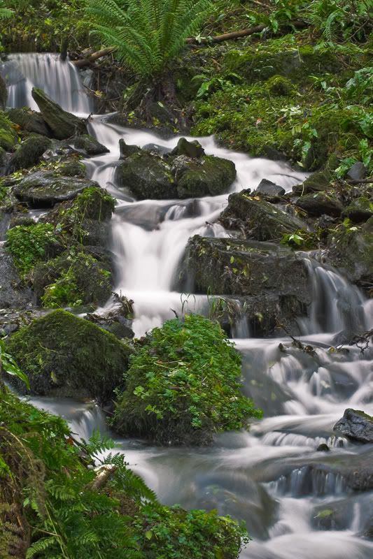 IMAGE: http://img.photobucket.com/albums/0803/tommy6206/Flowers/CRW_8583-01copy.jpg