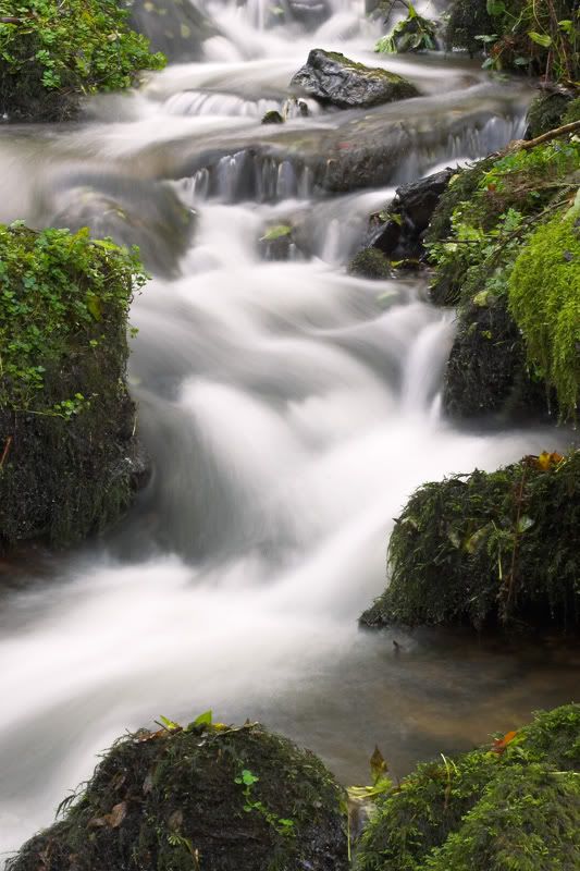 IMAGE: http://img.photobucket.com/albums/0803/tommy6206/Flowers/CRW_8584-01copy.jpg