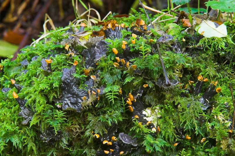 IMAGE: http://img.photobucket.com/albums/0803/tommy6206/Flowers/CRW_8586-01copy.jpg