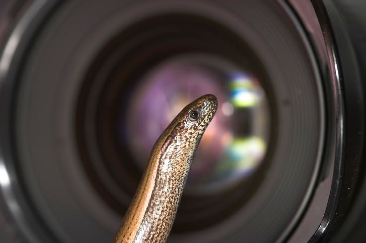 IMAGE: http://img.photobucket.com/albums/0803/tommy6206/Macro/CRW_5199-01copy.jpg