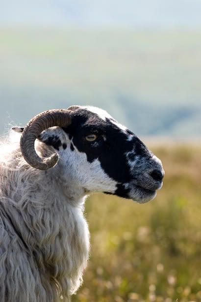 IMAGE: http://img.photobucket.com/albums/0803/tommy6206/Sigma%20lens/CRW_4287.jpg