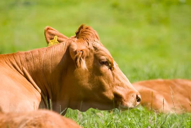 IMAGE: http://img.photobucket.com/albums/0803/tommy6206/Sigma%20lens/cow.jpg