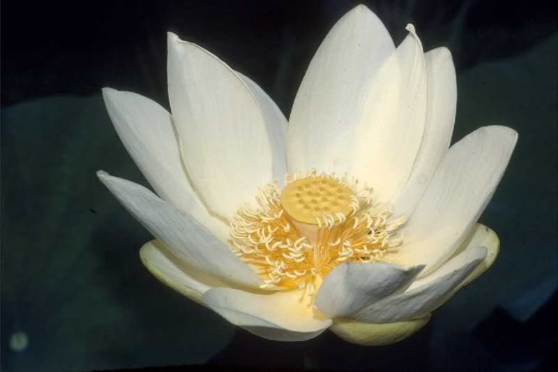 lotus blossom photo: lotus blossom 800px-Nelumbo_lutea_blossom.jpg