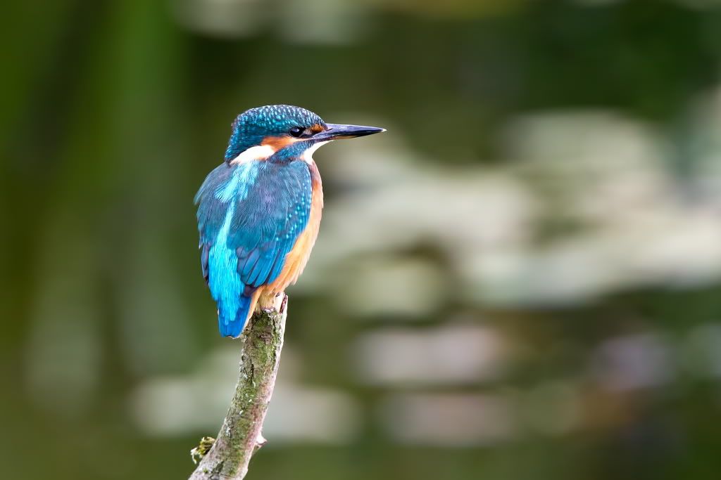 IMAGE: http://img.photobucket.com/albums/0903/Apple/Kingfisher.jpg