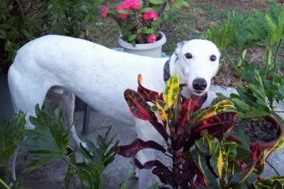 FlowersLinus.jpg