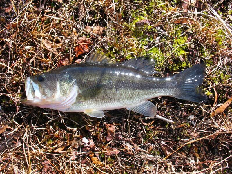 Caught a spotted bass on a 5/0 circle hook with cut bluegill while