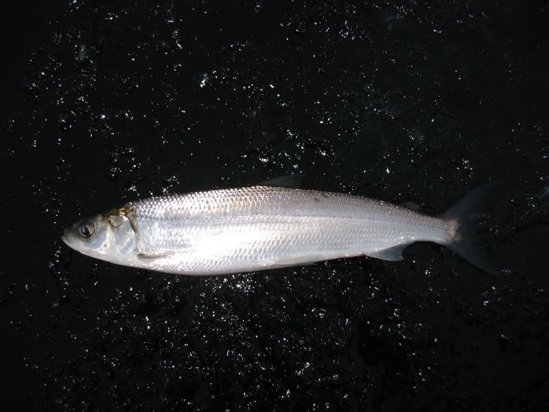 [Image: Actinopterygii_Salmoniformes_Salmonidae_..._01_16.jpg]