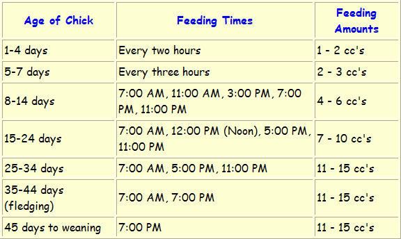 baby feeding schedule. handfeeding schedule that