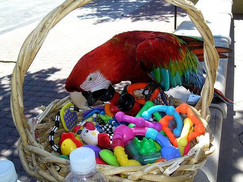 Macaw+bird+toys
