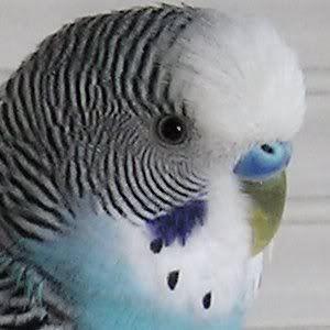 Blue Male Parakeet