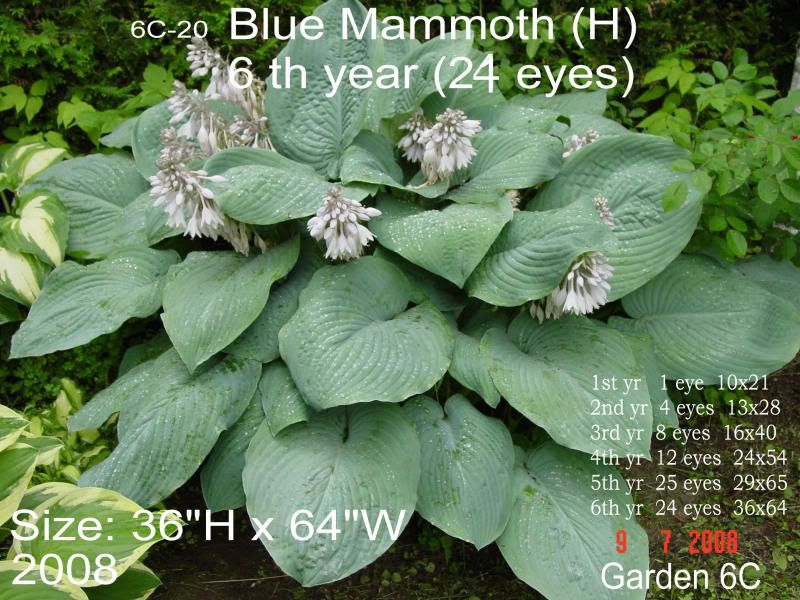 Hosta Blue Mammoth