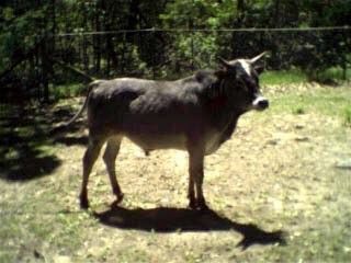 Miniature Cattle Breeds? - Cattle