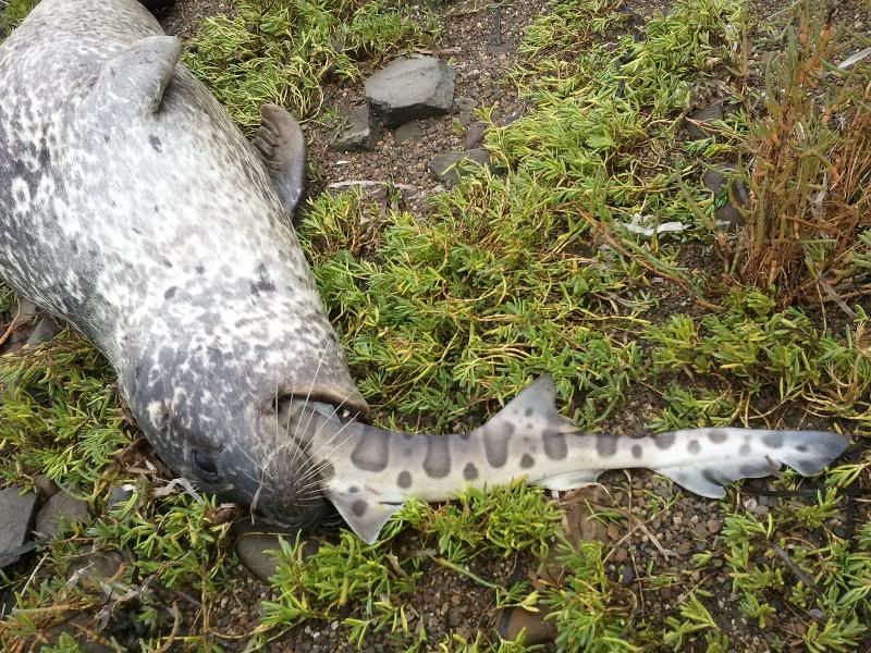 sealeatsshark.jpg