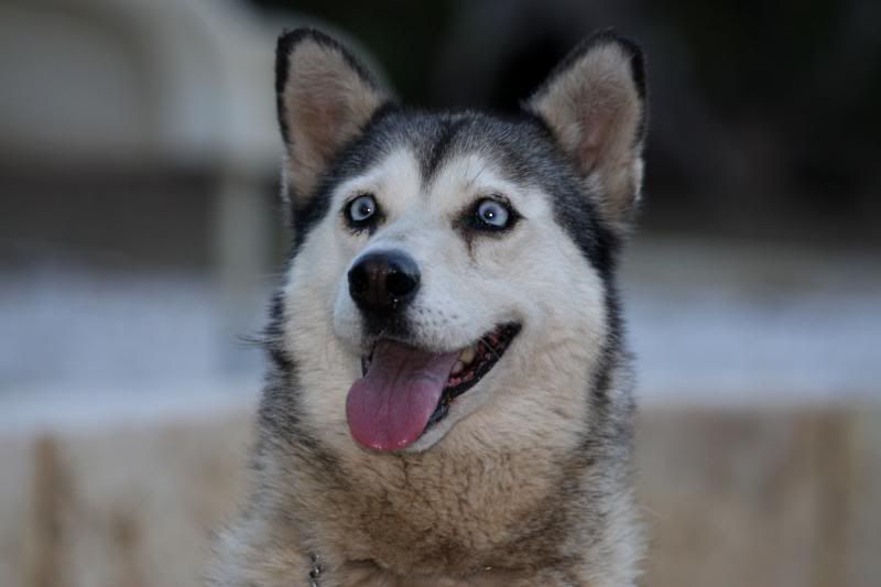 IMAGE: http://img.photobucket.com/albums/0903/darume/NobleFallsDinner1313012009.jpg