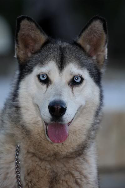 IMAGE: http://img.photobucket.com/albums/0903/darume/NobleFallsDinner1713012009.jpg