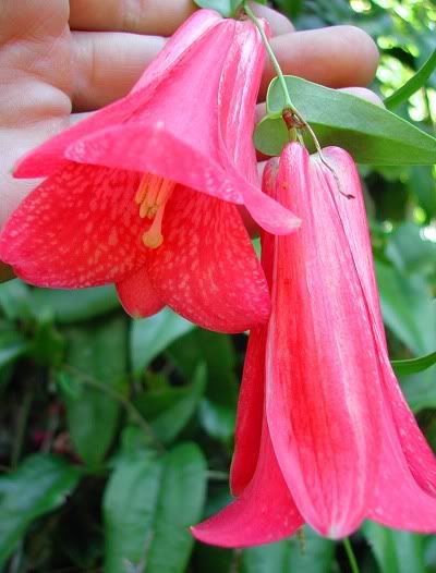 Chilean Flowers