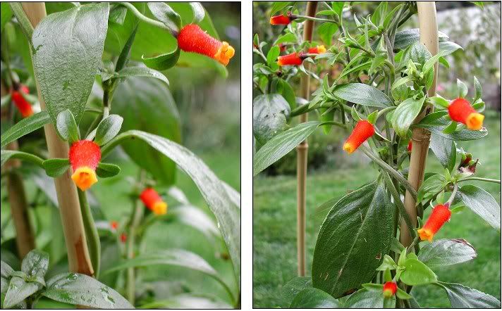 Firecracker Vine - Manettia luteorubra