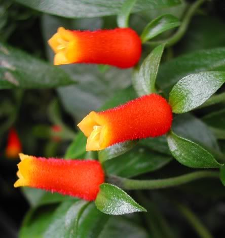 Manettia bicolor - Firecracker plant