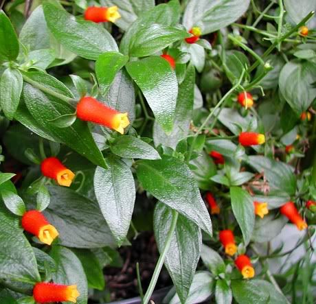 Firecracker Vine - Manettia luteo-rubra