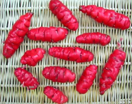 Oca Potato