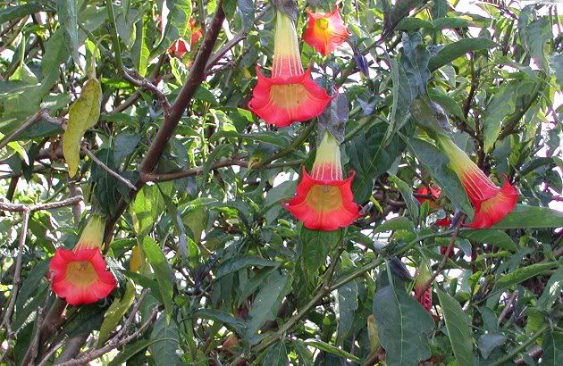 Brugmansia sanguinea - The Red Brugmansia