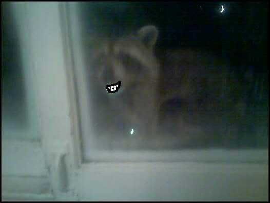 raccoonwindowj.jpg