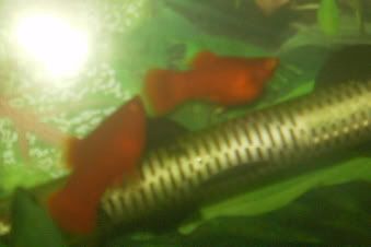 Bloated Platy