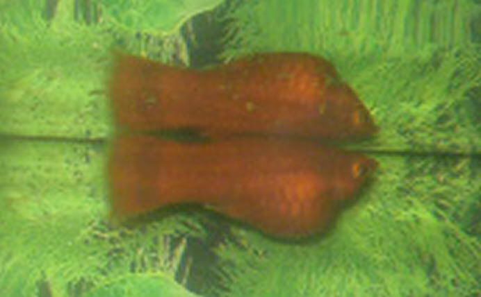 Bloated Platy