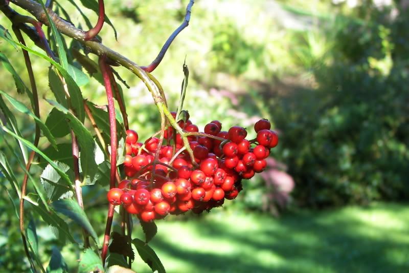 View topic - Fall is in our face - Canadian Gardening