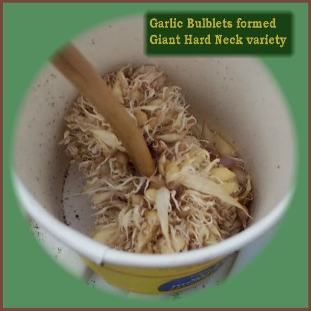 bulblets from 'giant' garlic