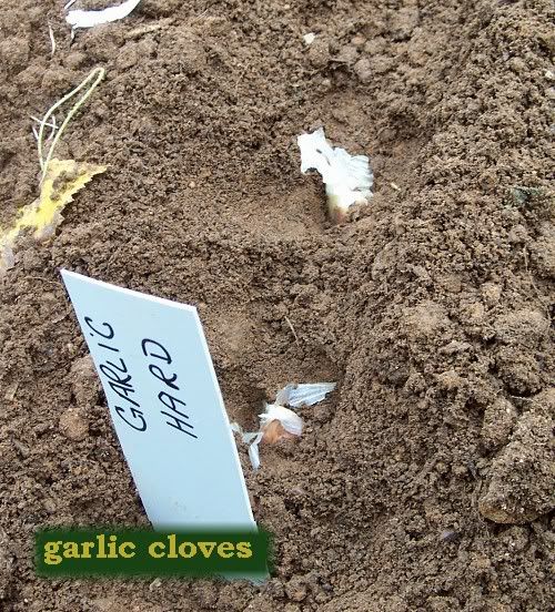 garlic cloves in trench