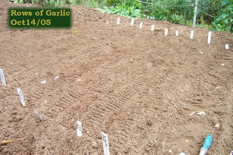 planted rows