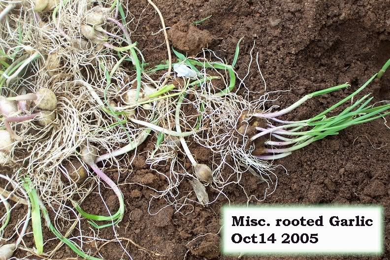rooted garlic
