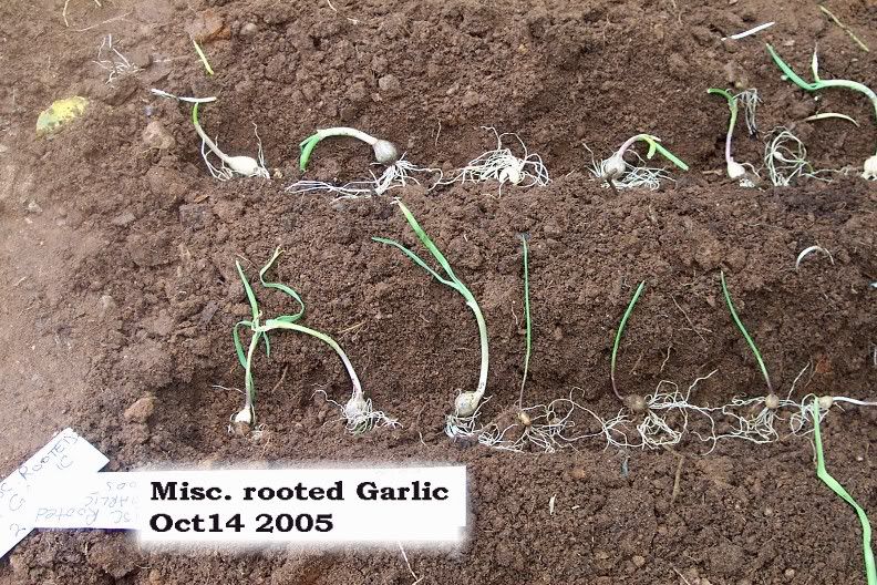 row of rooted garlic