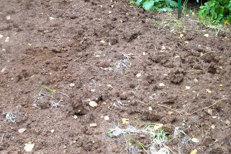 dug up garlic bed