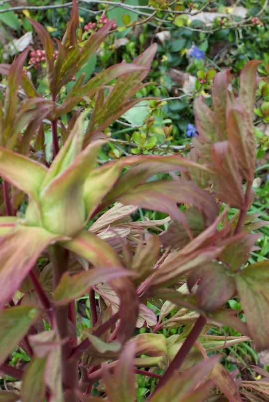 budonTreePeony45.jpg image by willowgarden
