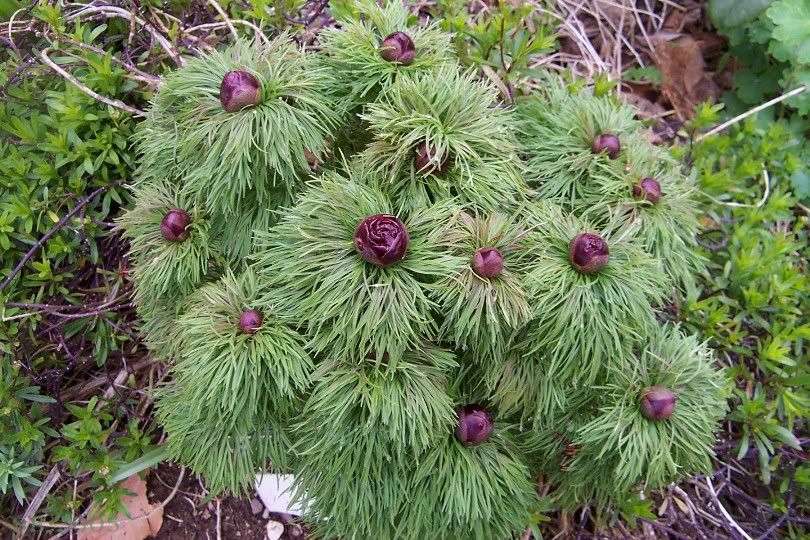 budsdoubleFernleafPeony45.jpg image by willowgarden