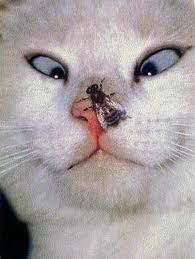 flyonkittynose.jpg
