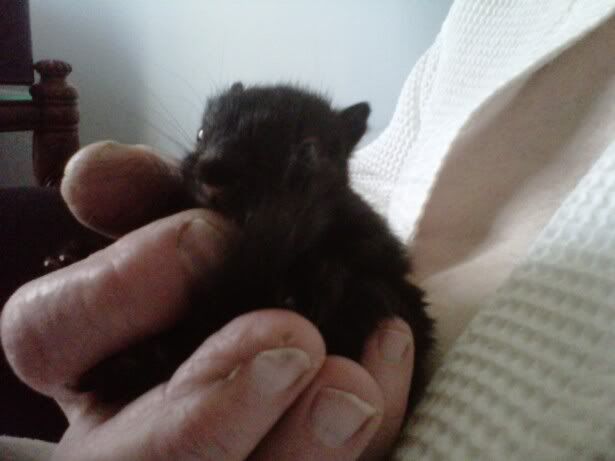 Baby squirrel formulas