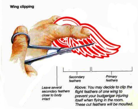 wingclipdt5_zps562cd676.jpg