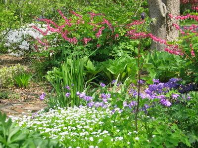 Accent Your Landscape with a Woodland Garden
