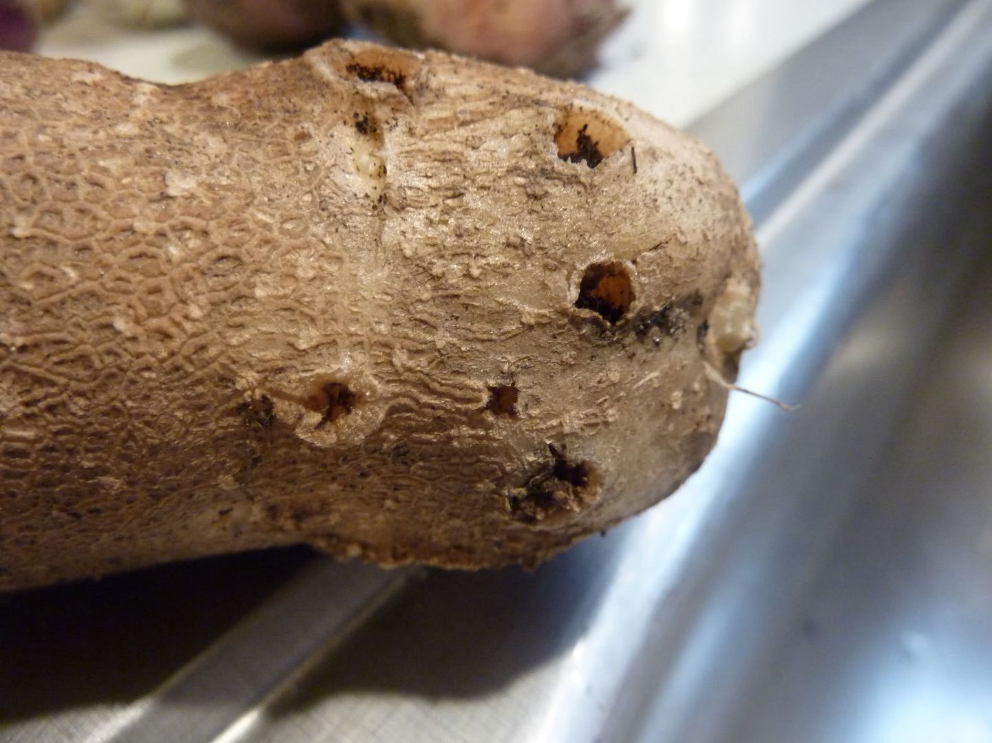 what-are-these-large-bumps-and-holes-on-my-potatoes-helpfulgardener