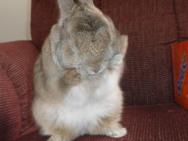 cocoa03050700008.jpg